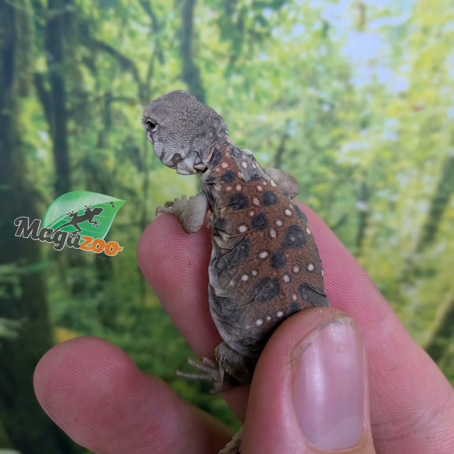 Magazoo Uromastyx ocellata #2 Bébé né en captivité
