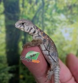 Magazoo Uromastyx ocellata #2 Bébé né en captivité
