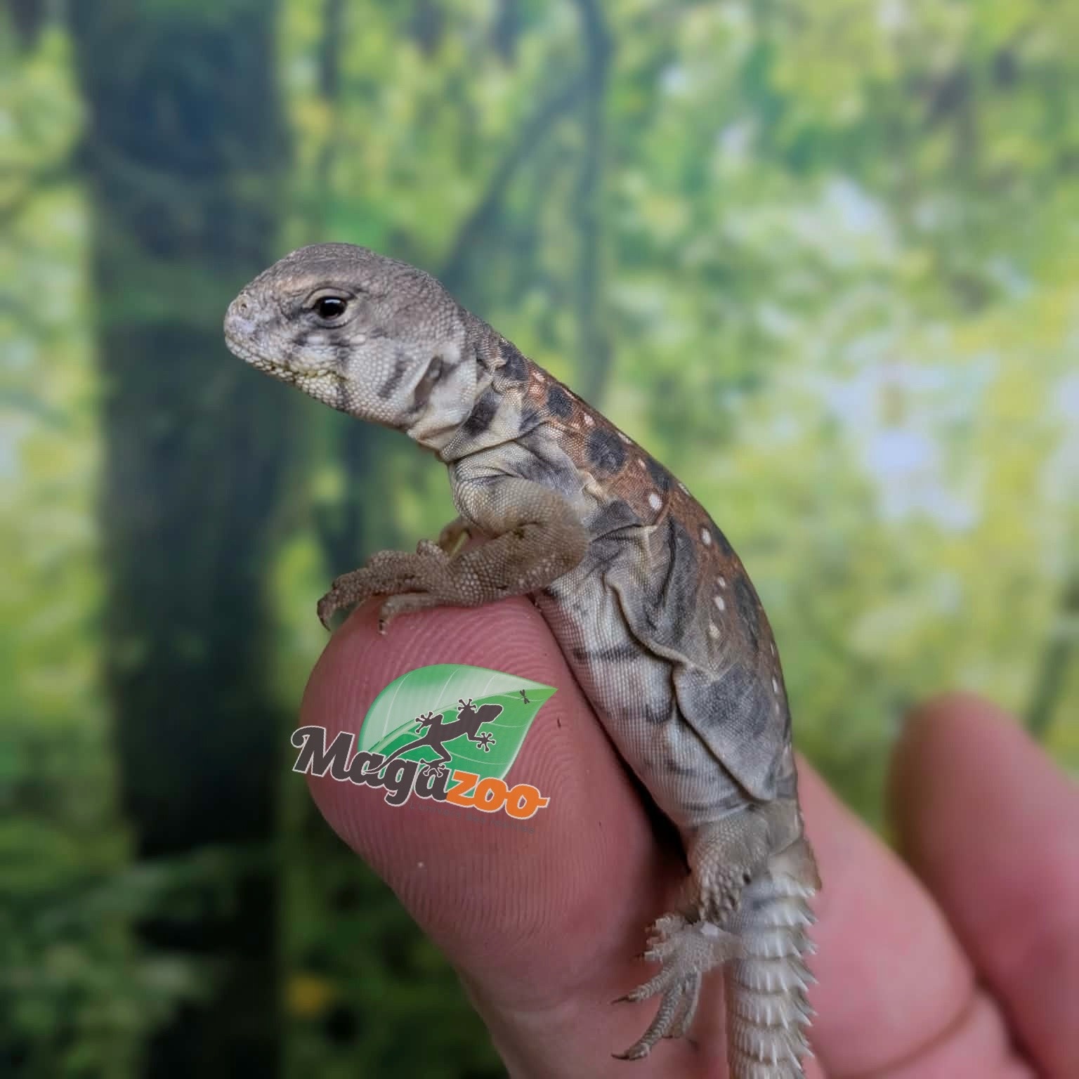 Magazoo Baby Uromastyx ocellata #2 Captive Born