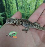 Magazoo Uromastyx ocellata #2 Bébé né en captivité