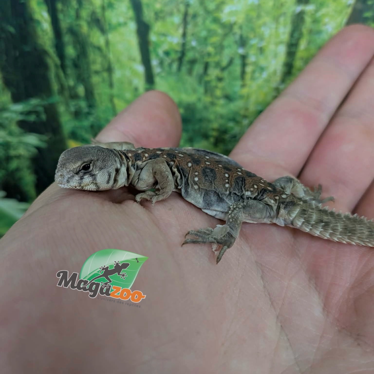 Magazoo Baby Uromastyx ocellata #2 Captive Born