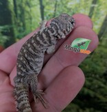 Magazoo Uromastyx Bleu d'Arabie # 1 (philbyi)