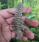 Magazoo Uromastyx Bleu d'Arabie # 1 (philbyi)