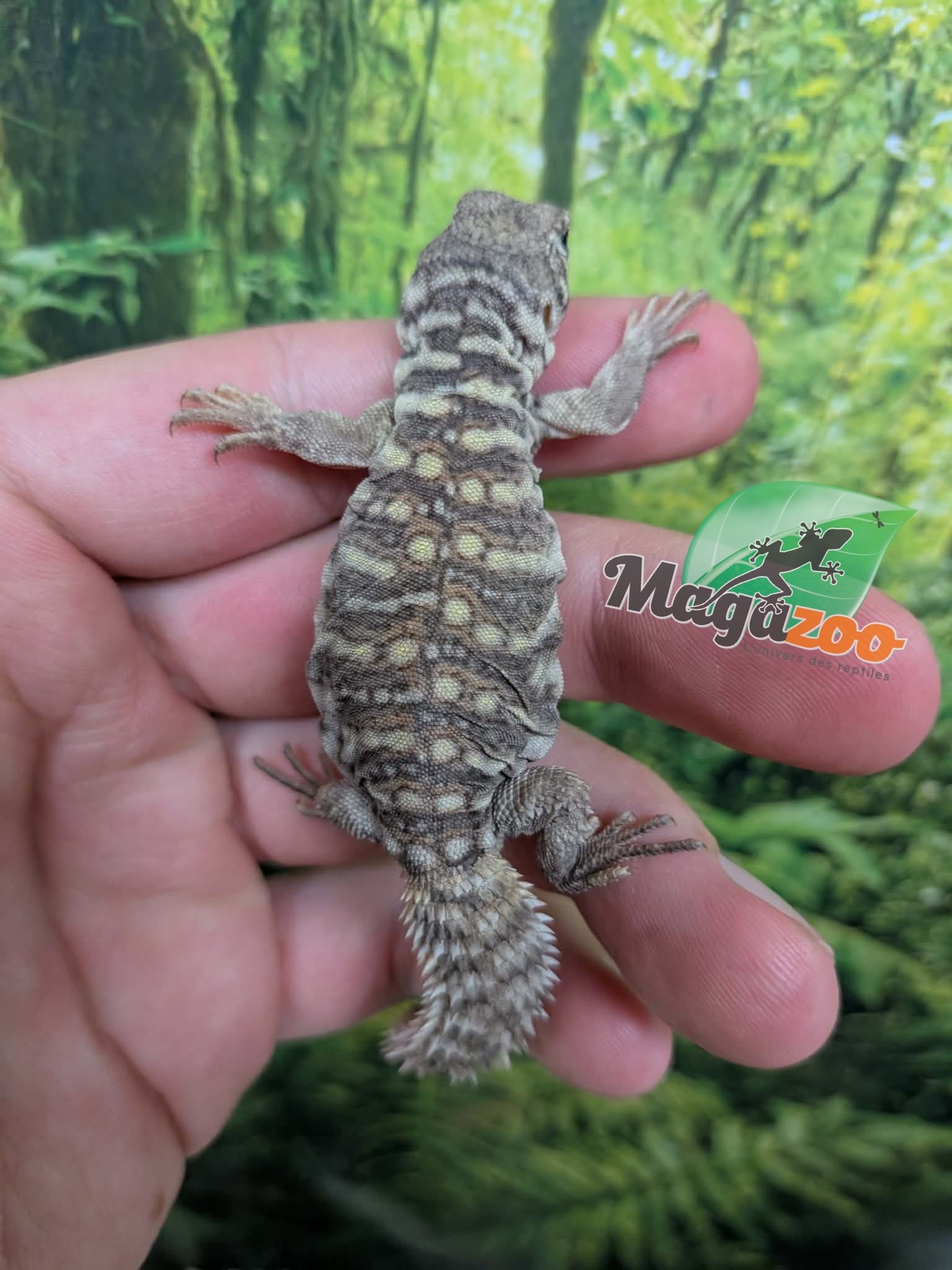 Magazoo Uromastyx Bleu d'Arabie # 1 (philbyi)