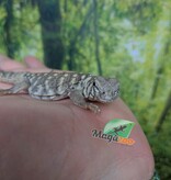 Magazoo Uromastyx Bleu d'Arabie # 1 (philbyi)