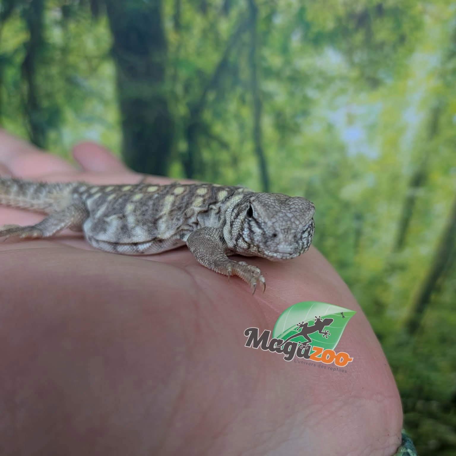 Magazoo Uromastyx Bleu d'Arabie # 1 (philbyi)