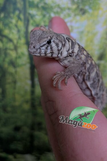 Magazoo Uromastyx Bleu d'Arabie # 2 (philbyi)