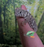 Magazoo Uromastyx Bleu d'Arabie # 3 (philbyi)