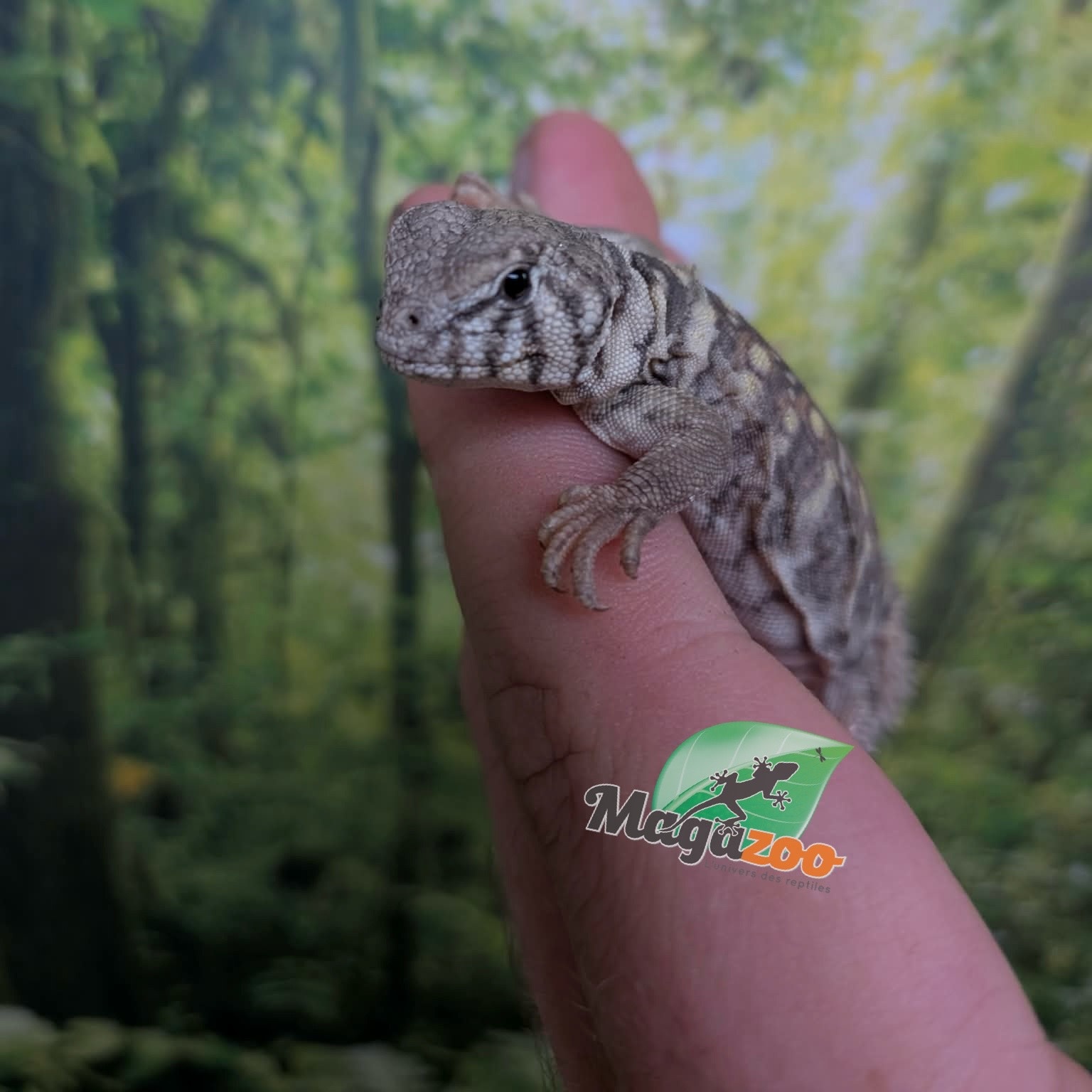 Magazoo Uromastyx Bleu d'Arabie # 3 (philbyi)