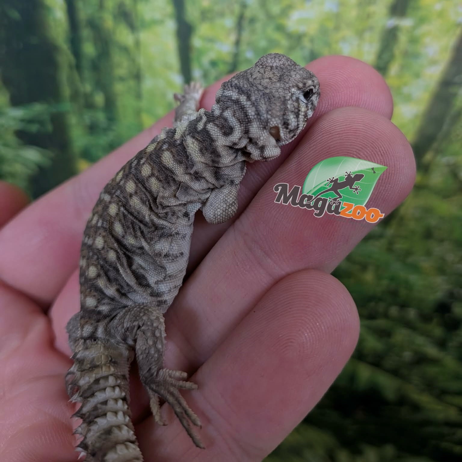 Magazoo Arabian blue uromastyx # 3 (philbyi)