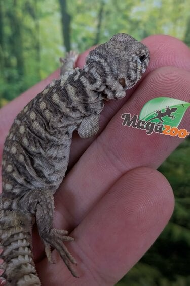 Magazoo Uromastyx Bleu d'Arabie # 4 (philbyi)