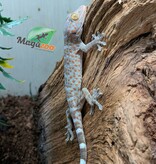 Magazoo Gecko Tokay bébé