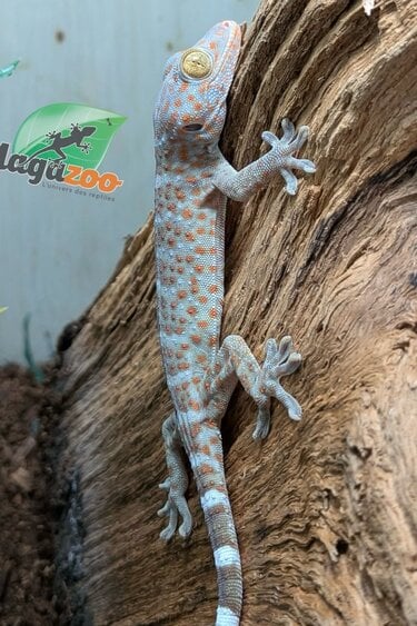 Magazoo Baby Tokay gecko