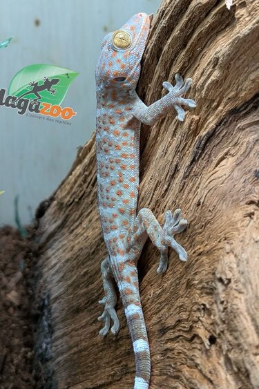 Magazoo Gecko Tokay bébé