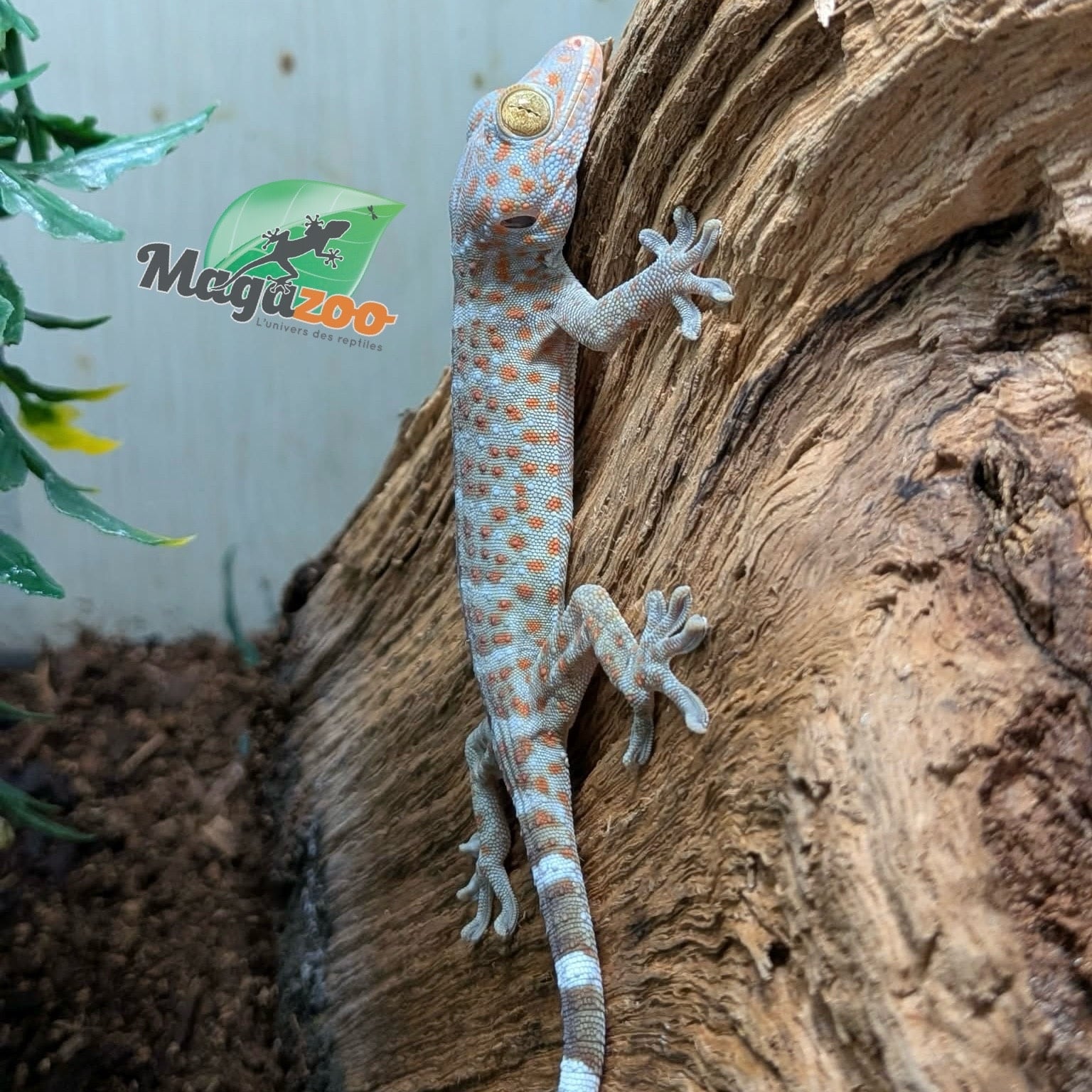 Magazoo Baby Tokay gecko