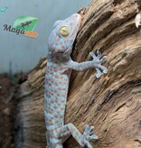 Magazoo Gecko Tokay bébé