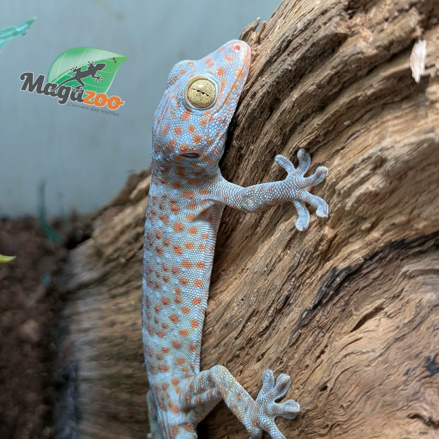 Magazoo Gecko Tokay bébé