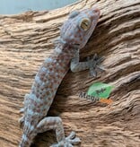Magazoo Baby Tokay gecko