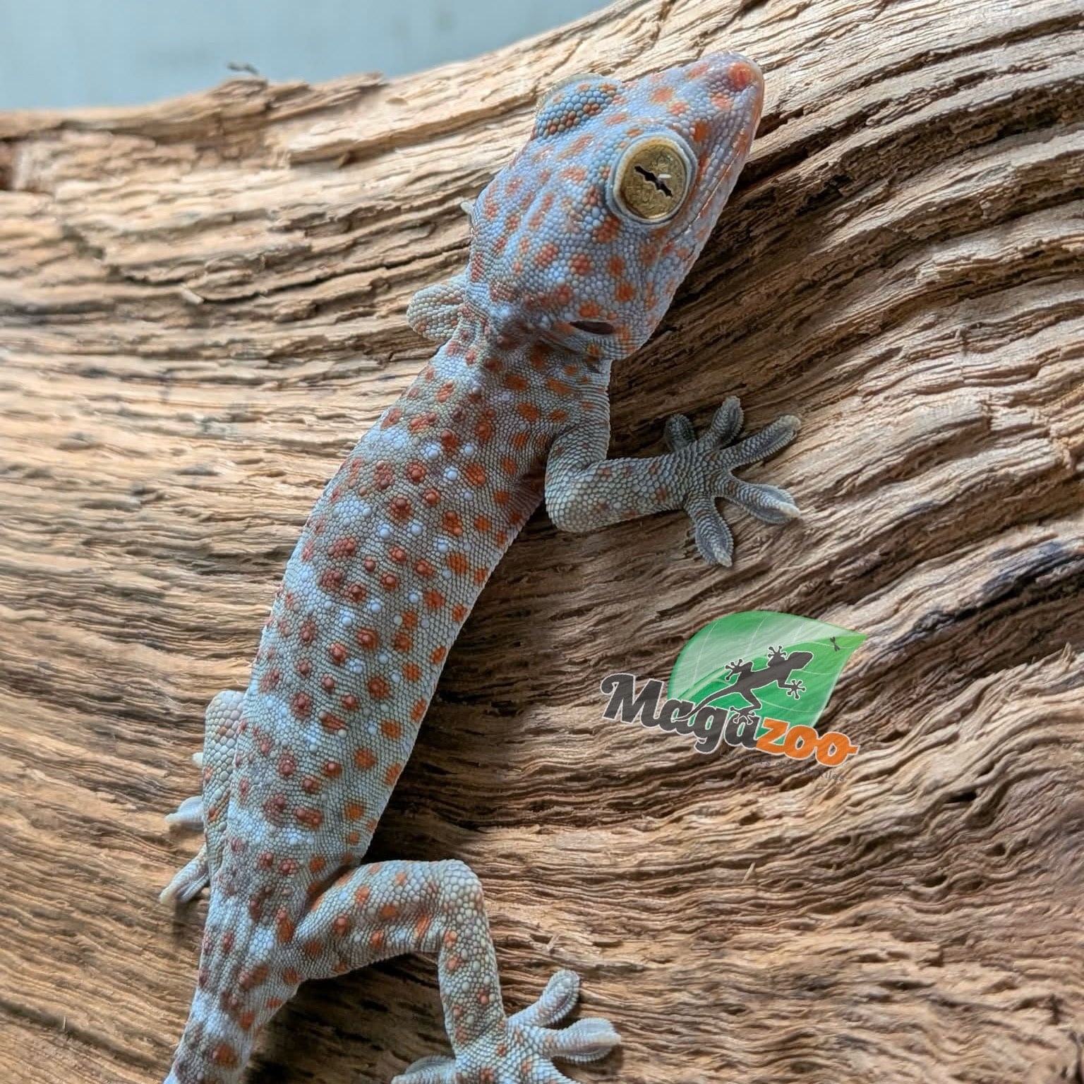 Magazoo Baby Tokay gecko