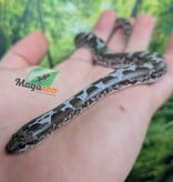Magazoo Boa des Sables du Kenya Anery (het. albino/paradox) Femelle #1