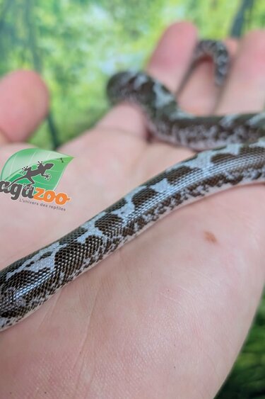 Magazoo Boa des Sables du Kenya Anery (het. albino/paradox) Femelle #1