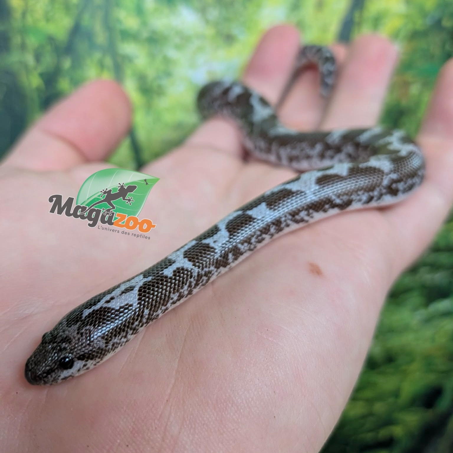Magazoo Female Anery (het. albino/paradox) Sand boa #1