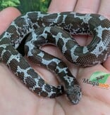 Magazoo Boa des Sables du Kenya Anery (het. albino/paradox) Femelle #1