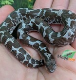 Magazoo Female Anery (het. albino/paradox) Sand boa #1