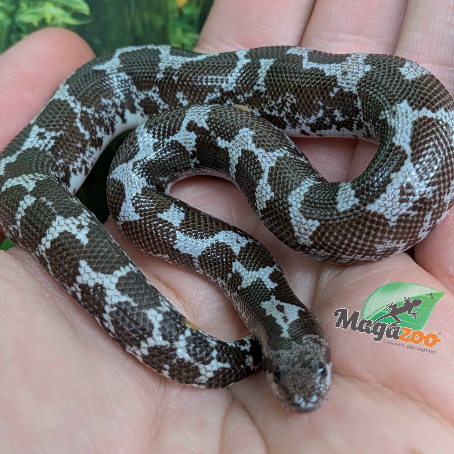 Magazoo Boa des Sables du Kenya Anery (het. albino/paradox) Femelle #1