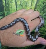 Magazoo Boa des Sables du Kenya Anery (het. albino/paradox) Femelle #1