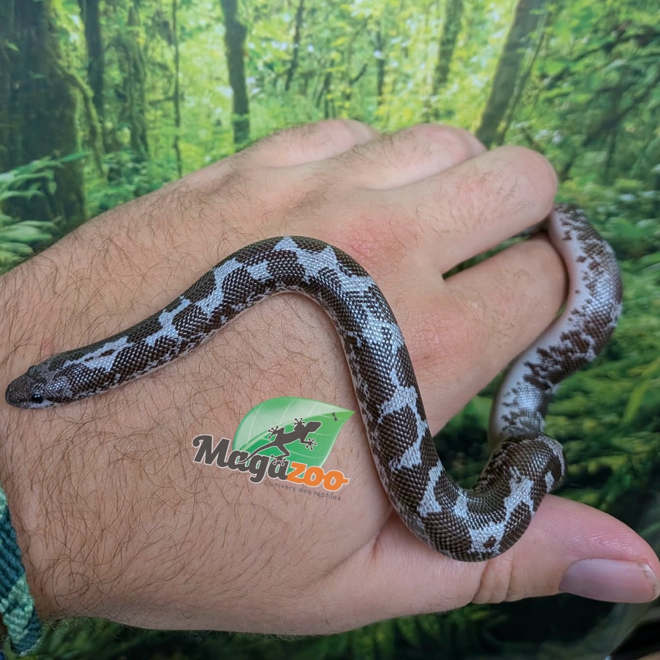 Magazoo Boa des Sables du Kenya Anery (het. albino/paradox) Femelle #1