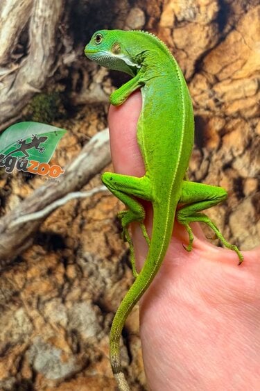 Magazoo Iguane à bandes des îles Fidji Mâle né en captivité #2