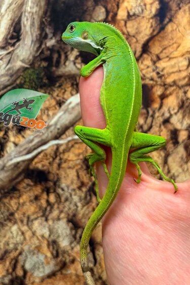 Magazoo Male Fidji banded iguana Captive Born #2