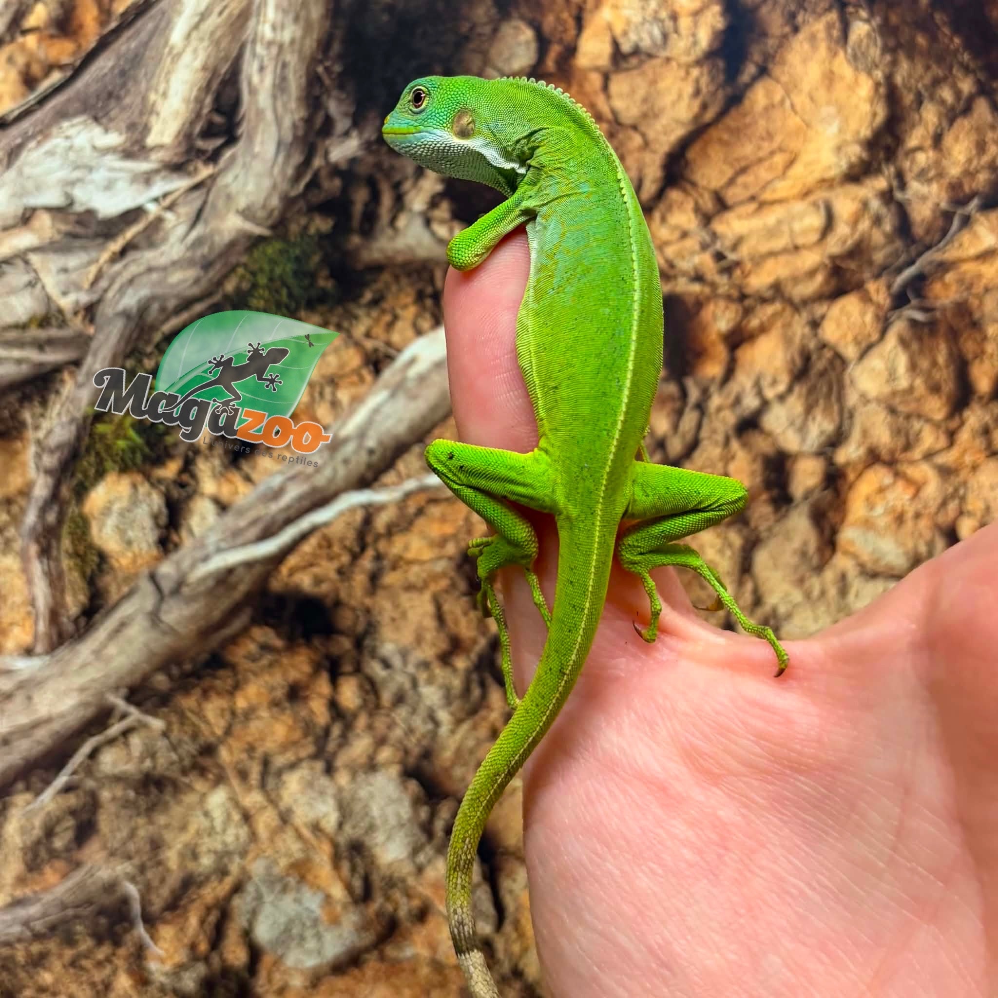 Magazoo Iguane à bandes des îles Fidji Mâle né en captivité #2
