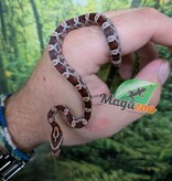 Magazoo Serpent des blés Régulier (Double Het. Amel Anery) Bébé #1 (23/08/2026)