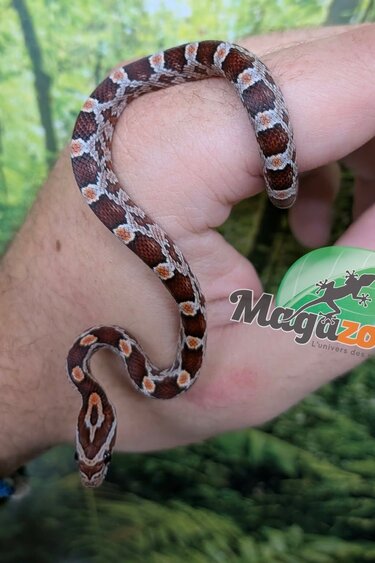 Magazoo Baby Regular Corn Snake (Double Het. Amel Anery) #1 (08/23/2026)