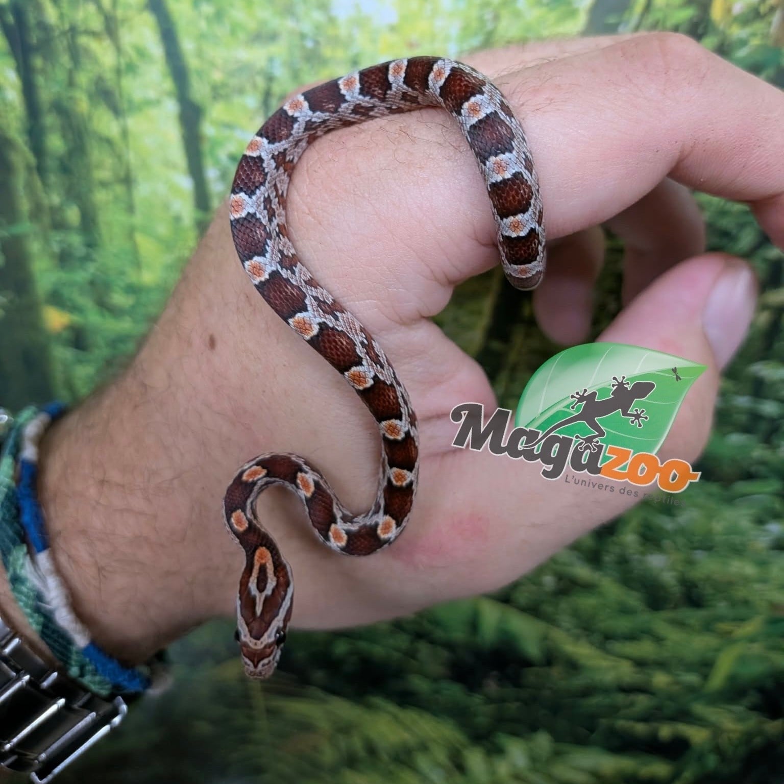 Magazoo Baby Regular Corn Snake (Double Het. Amel Anery) #1 (08/23/2026)