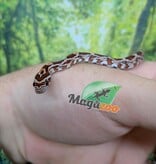 Magazoo Baby Regular Corn Snake (Double Het. Amel Anery) #1 (08/23/2026)