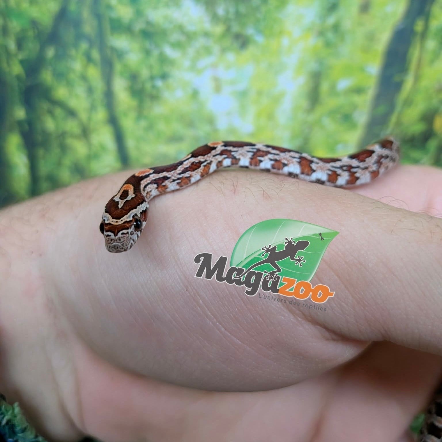 Magazoo Serpent des blés Régulier (Double Het. Amel Anery) Bébé #1 (23/08/2026)
