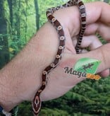 Magazoo Baby Regular Corn Snake (Double Het. Amel Anery) #1 (08/23/2026)