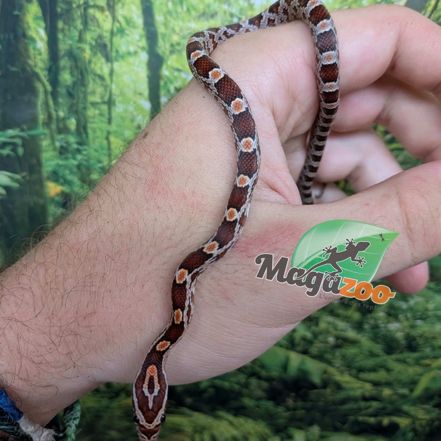 Magazoo Baby Regular Corn Snake (Double Het. Amel Anery) #1 (08/23/2026)