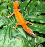 Magazoo Female Blood Emerine Leopard Gecko 05/20/26