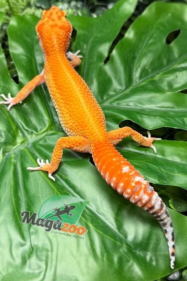 Magazoo Gecko léopard Blood Emerine femelle 20/05/26