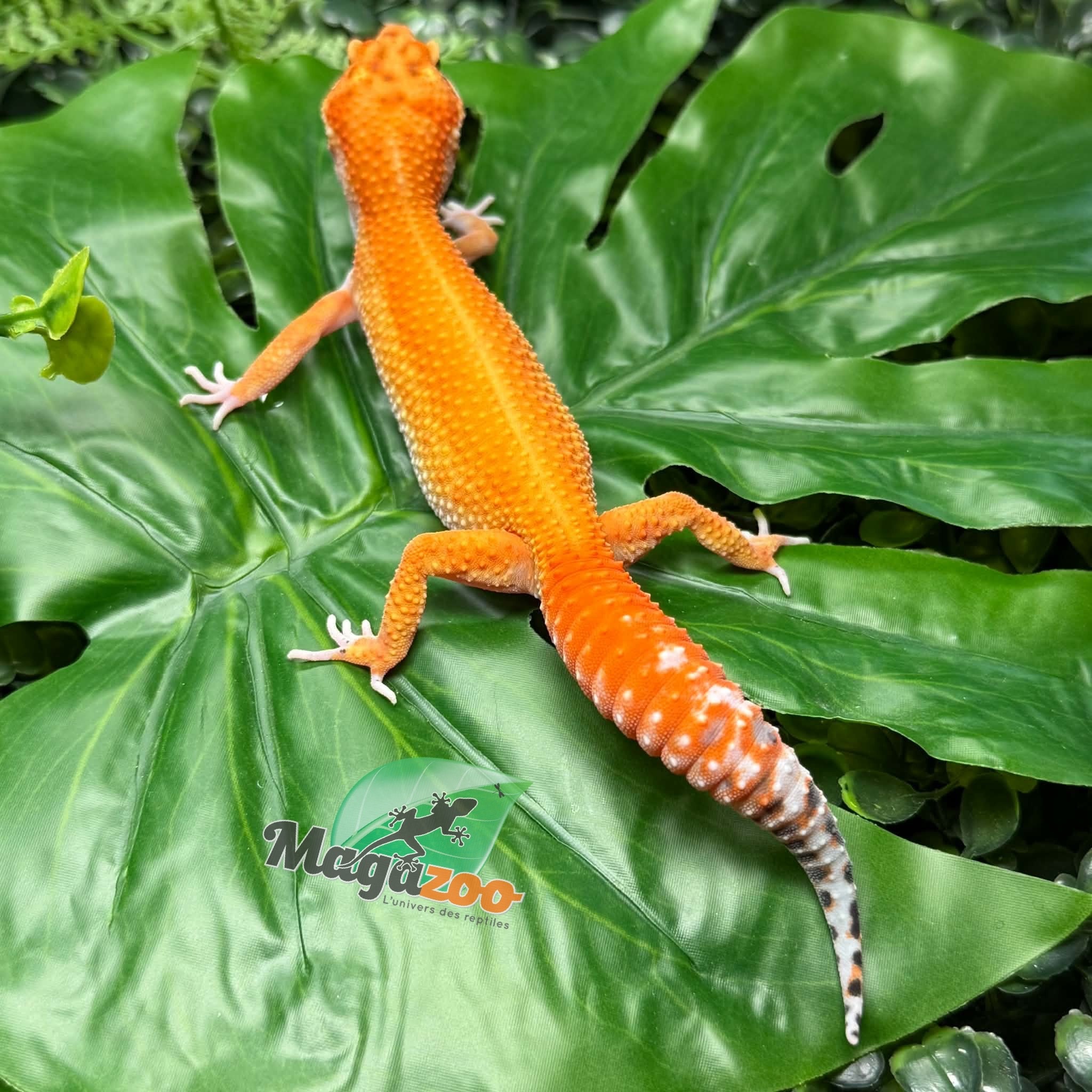 Magazoo Female Blood Emerine Leopard Gecko 05/20/26