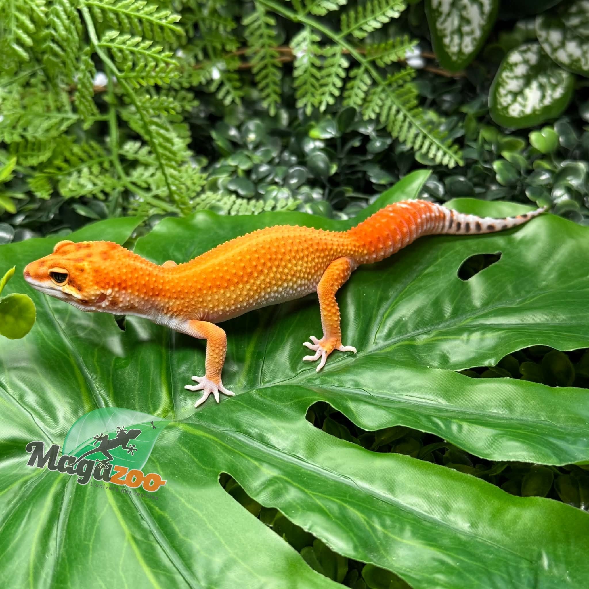 Magazoo Female Blood Emerine Leopard Gecko 05/20/26