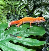 Magazoo Female Blood Emerine Leopard Gecko 05/20/26