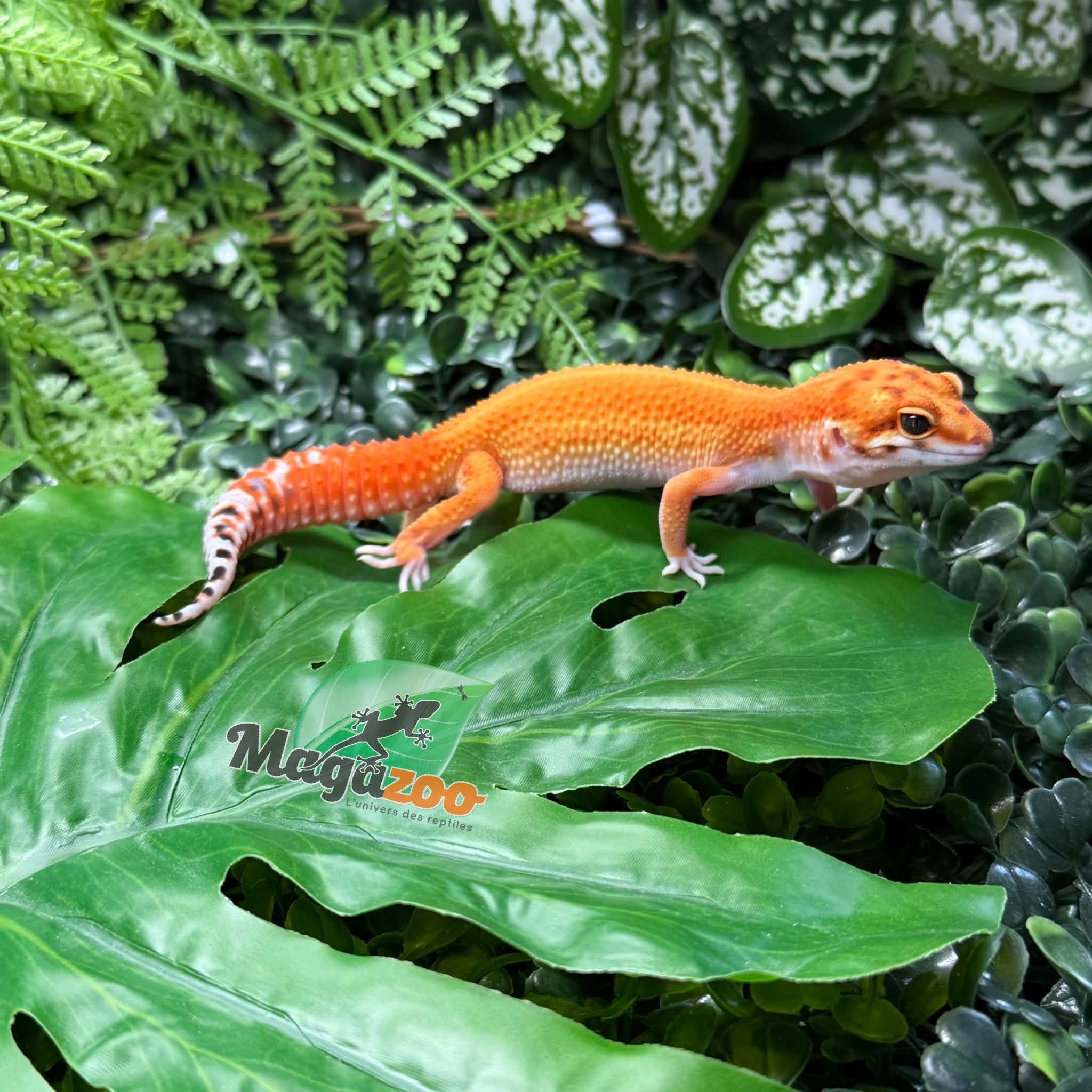 Magazoo Female Blood Emerine Leopard Gecko 05/20/26