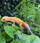Magazoo Gecko léopard Sunglow femelle 02/05/26