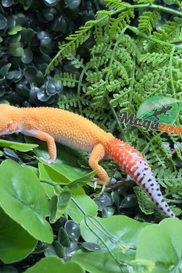 Magazoo Female Sunglow Leopard Gecko 05/02/26