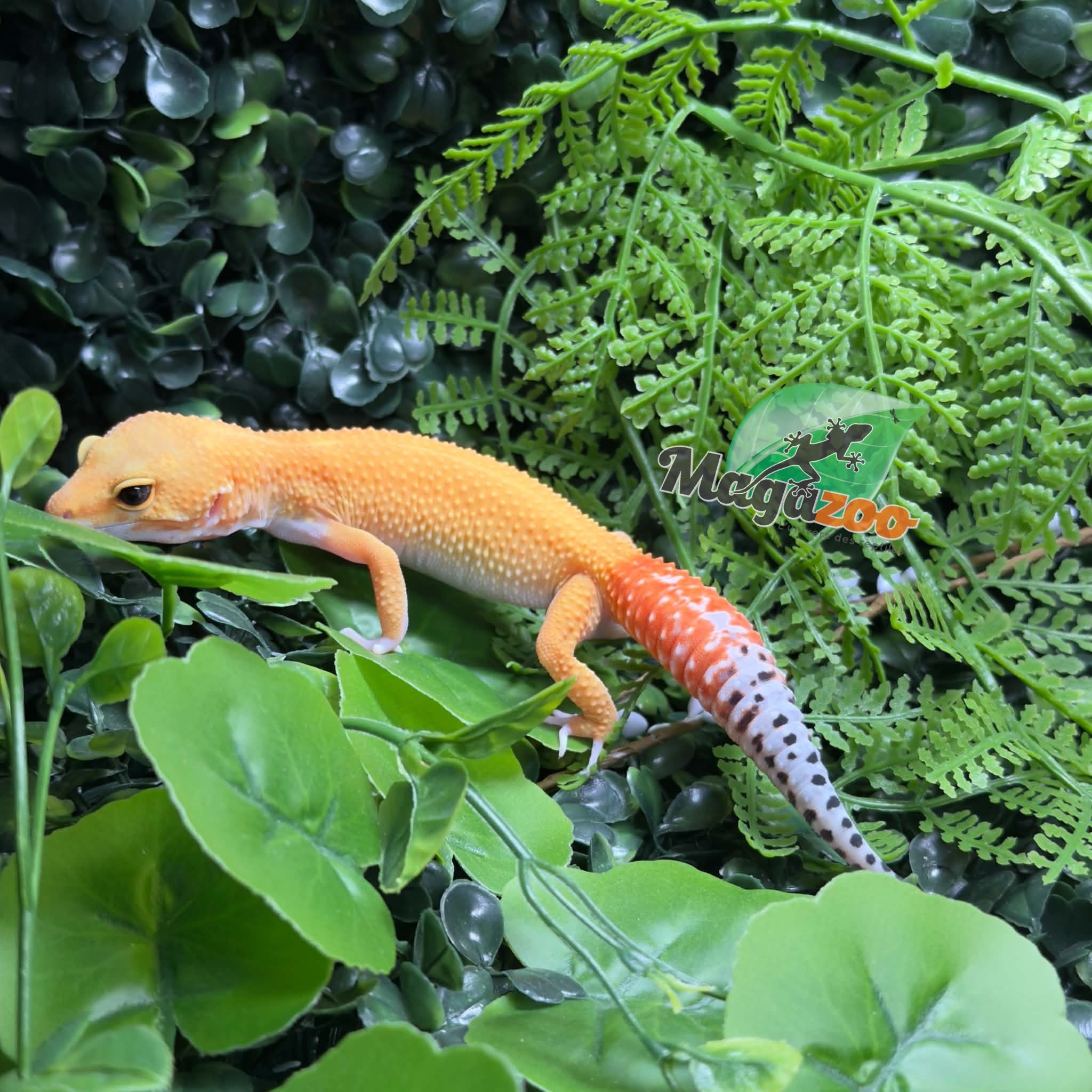 Magazoo Female Sunglow Leopard Gecko 05/02/26